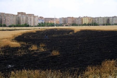 Sigara izmariti buğday tarlasını yaktı