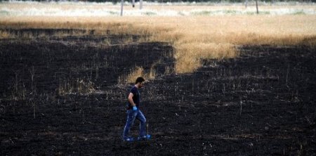 Sigara izmariti buğday tarlasını yaktı