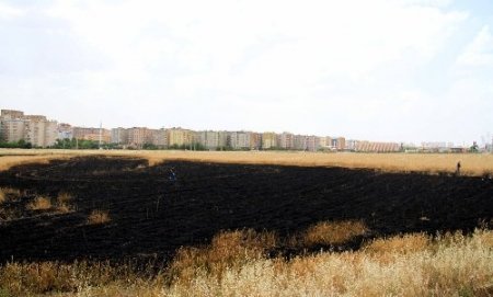 Sigara izmariti buğday tarlasını yaktı