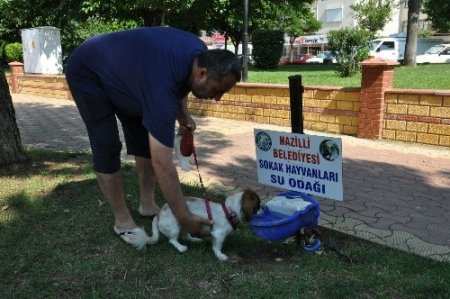 Sokak hayvanları için suluk