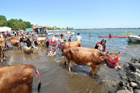 Süslenen inekler daha çok süt versin diye denizde yıkandı