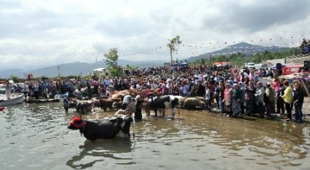 Süslenen inekler daha çok süt versin diye denizde yıkandı