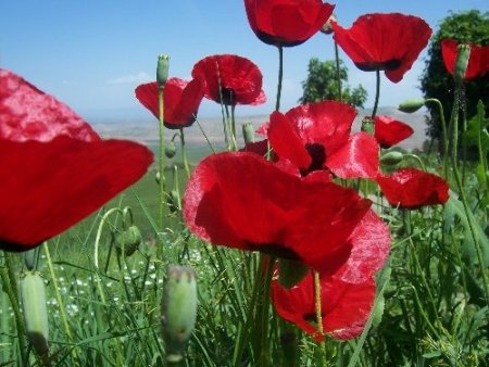 Tarımsal ilaçlar nedeniyle tarlalar gelincik kırmızısından yoksun kaldı