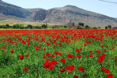 Tarımsal ilaçlar nedeniyle tarlalar gelincik kırmızısından yoksun kaldı