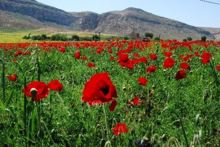 Tarımsal ilaçlar nedeniyle tarlalar gelincik kırmızısından yoksun kaldı