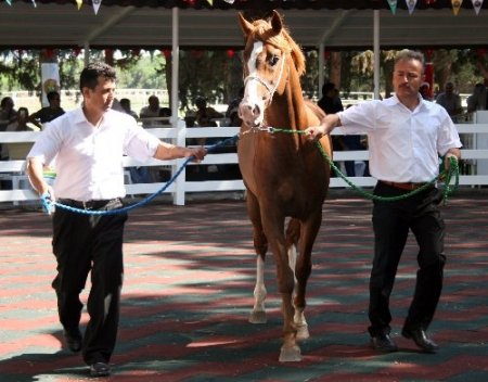 Tay satışından 1 buçuk milyon lira gelir