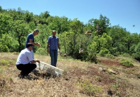 Tunceli’nde doğaya 400 keklik bırakıldı