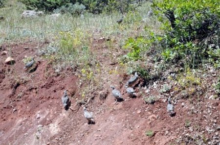 Tunceli’nde doğaya 400 keklik bırakıldı