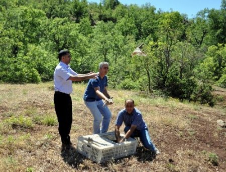 Tunceli’nde doğaya 400 keklik bırakıldı