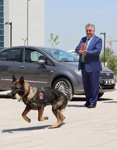 Uyuşturucu kaçakçılarının korkulu rüyası narkotik köpekler sertifikalarını aldı