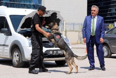 Uyuşturucu kaçakçılarının korkulu rüyası narkotik köpekler sertifikalarını aldı