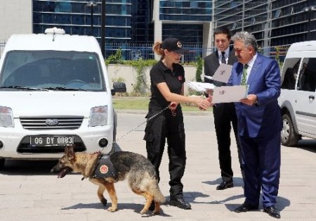 Uyuşturucu kaçakçılarının korkulu rüyası narkotik köpekler sertifikalarını aldı