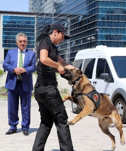 Uyuşturucu kaçakçılarının korkulu rüyası narkotik köpekler sertifikalarını aldı