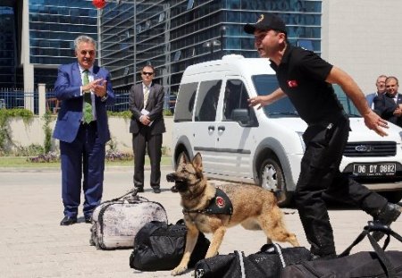 Uyuşturucu kaçakçılarının korkulu rüyası narkotik köpekler sertifikalarını aldı