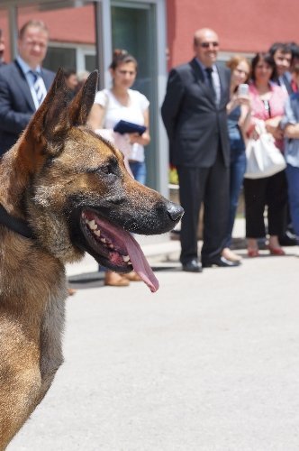 'Vatana, millete faydalı' köpek hibe eden vatandaşlar ödüllendirildi