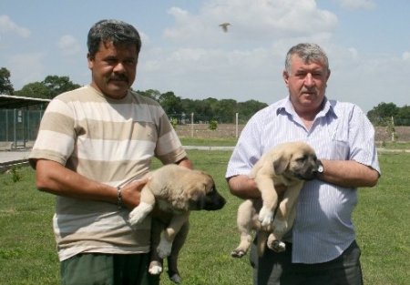 Vatandaşlar, Kangal ve Akbaş için sıra bekliyor