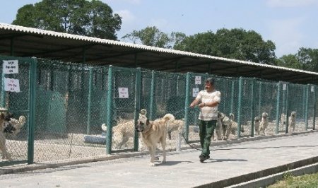 Vatandaşlar, Kangal ve Akbaş için sıra bekliyor