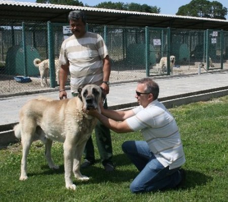 Vatandaşlar, Kangal ve Akbaş için sıra bekliyor