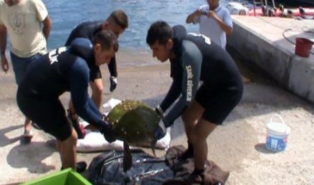 Yaralı Caretta Caretta koruma altına alındı