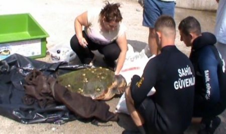 Yaralı Caretta Caretta koruma altına alındı