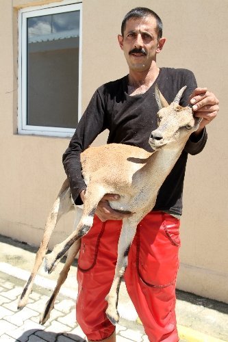 Yaralı dağ keçisi tedavi altına alındı