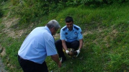 Yaralı şahinin imdadına zabıta yetişti