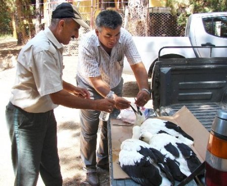 Yavru leyleklere milli parklar mühendisliği sahip çıktı