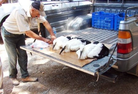 Yavru leyleklere milli parklar mühendisliği sahip çıktı