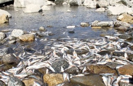 Yavrulama döneminde baraja su tutulunca derelerdeki balıklar öldü