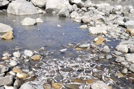 Yavrulama döneminde baraja su tutulunca derelerdeki balıklar öldü