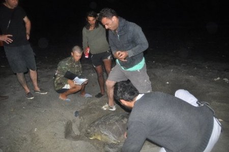 Yeşil deniz kaplumbağaları Samandağ sahiline yumurta bırakmaya başladı