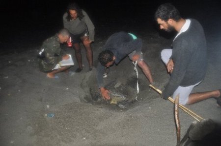 Yeşil deniz kaplumbağaları Samandağ sahiline yumurta bırakmaya başladı