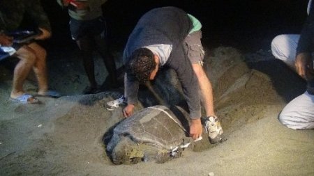 Yeşil deniz kaplumbağaları Samandağ sahiline yumurta bırakmaya başladı