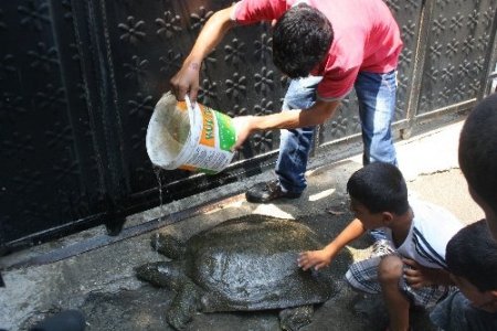 Yolunu şaşıran 40 kiloluk kaplumbağa çocukların neşe kaynağı oldu