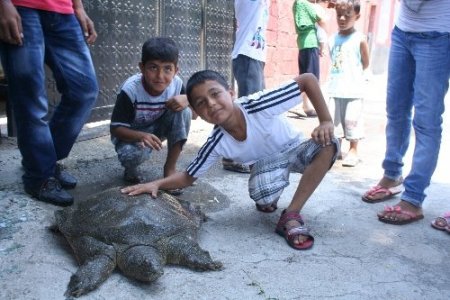 Yolunu şaşıran 40 kiloluk kaplumbağa çocukların neşe kaynağı oldu