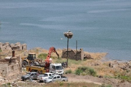 Yuvaları baraj sahasında kalan leylekler korumaya alındı