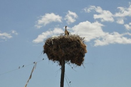 Yuvaları baraj sahasında kalan leylekler korumaya alındı